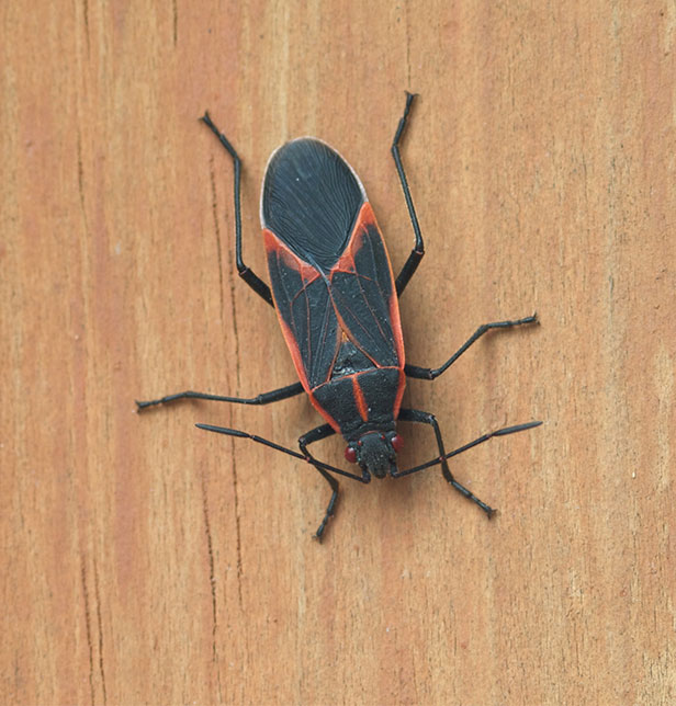 boxelder bug in shed