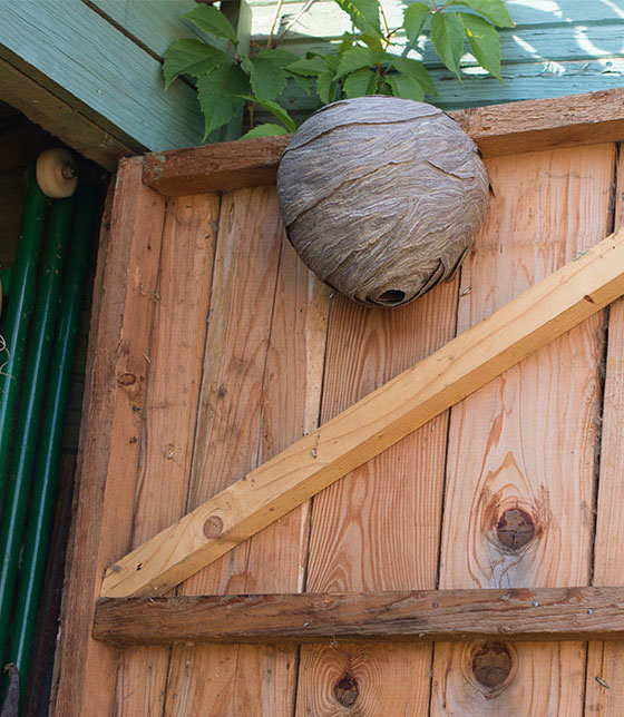wasp nest on shed door